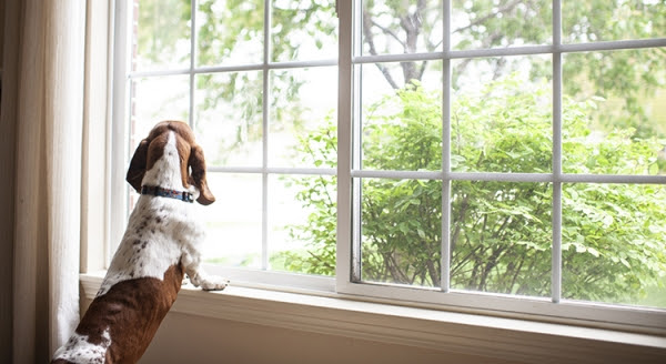 Dog looking out the window for owner